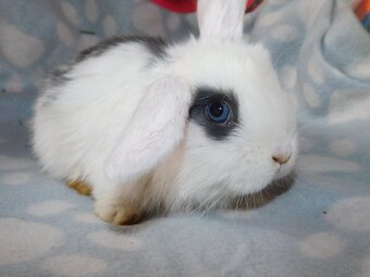 Mini lop baranki - 2