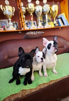 Buldog francuski – piękna suczka - 2