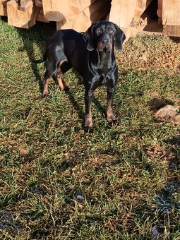 Gończy Polski  suka - 2