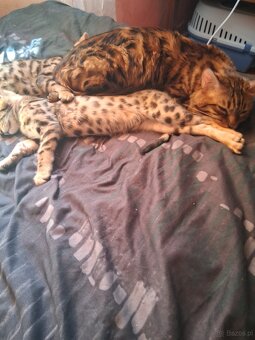 Koty Bengalskie - 2