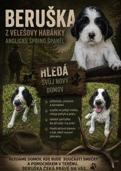 English Springer Spaniel - 2