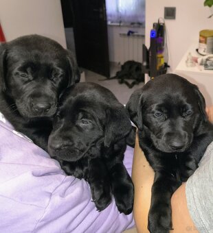 Oddam Szczeniaki - 2