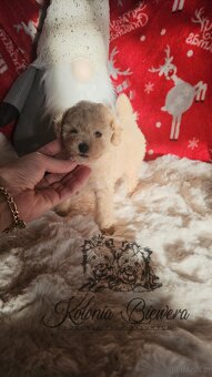 Pudel Toy sunia badania genetyczne - 2