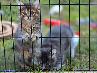 Kocięta bez ogonów Kurylski Bobtail - 2