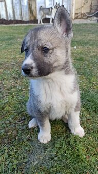 Łajka zachodniosyberyjska - 2