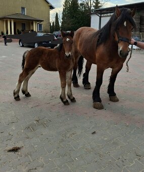 Klacz źrebna ze źrebakiem - 2