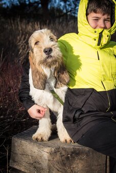 Grand basset griffon vendeen - 2
