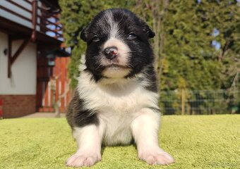 Rasowy Pies Border Collie - TEXAS z pełną dok. z hodowli do - 2