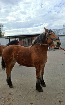 Źrobka roczna kasztanka - 2