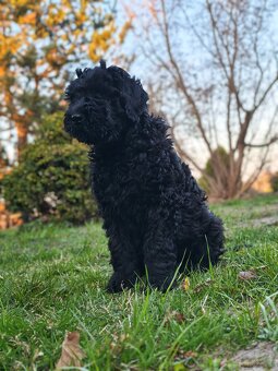 Czarny Terier Rosyjski śliczna sunia - 2