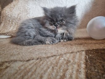 Kocięta długowłose – w typie Perski - 2