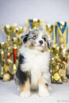 Miniaturowy owczarek amerykański - Aleant MAS (Instagram) - 2