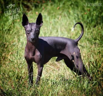 Peruwiański Pies bezwłosy - 2