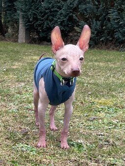 Peruwiański Pies bezwłosy - OSTATNI WOLNY PIES - 2