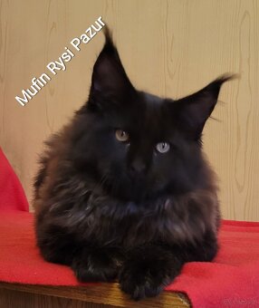 Śliczny kocurek maine coon - 2