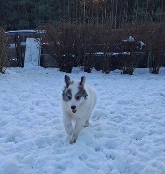 Łajka jakucka - 2