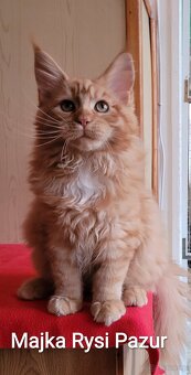 Mruczącą koteczka maine coon - 2