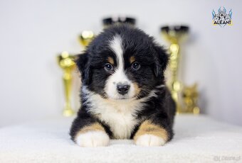 Miniaturowy Owczarek Amerykański trójkolorowy piesek (n/b) - 2