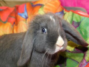 Piękne baranki mini lop niebieskie - 2