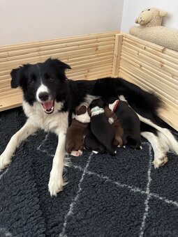 Border Collie z PP /FCI/ szczenięta - 2