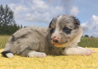Wspaniała suczka blue-merle BORDER COLLIE - przebadani rodz, - 2