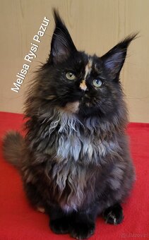 Rozkoszna szylkretka maine coon - 2