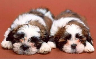 Szczeniaczki Shih Tzu z rodowodem - 2