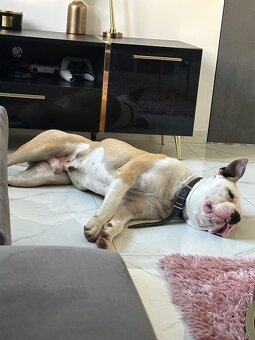 Pies amstaff - 2