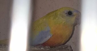 Papugi lakówki wspaniale - 2