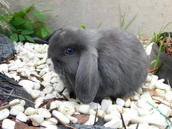 Niebieskie baranki mini lop samiczki - 2