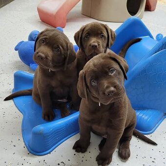 Labrador Retriever Welpen.+43 678 70413678.. - 2