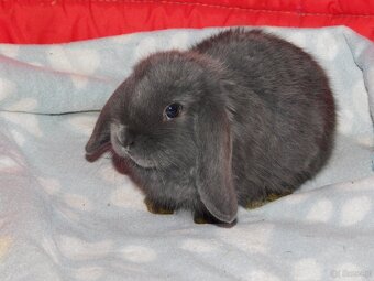 Baranki mini lop - 2