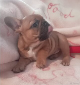 Buldog francuski - 2