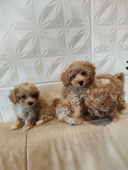 Maltipoo f1 - 2