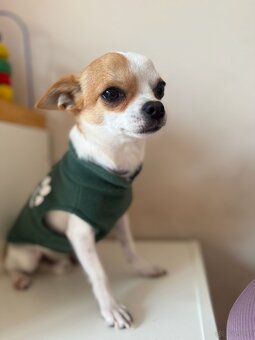 Chihuahua - 2