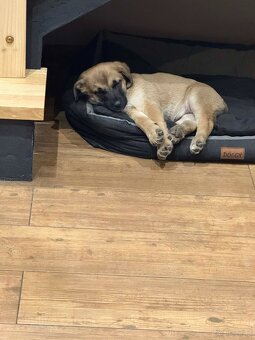 Oddam pieska samczyka - 2