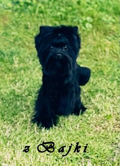 York czarny Zyzio Black Yorkshire Terrier. - 2