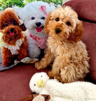 Unikatowy pudelek toy misio - 2