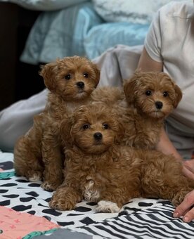 Zarejestrowane szczenięta rasy Maltipoo do adopcji. - 2