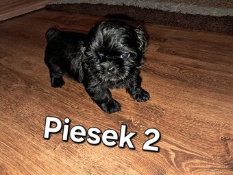 Sprzedam  shih-tzu - 2