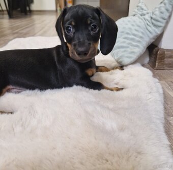 Szczeniak jamnik - 2