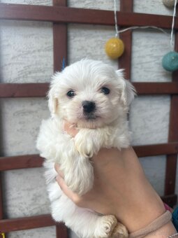 Maltanczyk Maltanczyki - 2