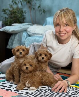 Śliczne szczenięta rasy Maltipoo do adopcji. - 2
