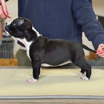 Ekskluzywne szczenięta Ruffian Amstaff - 2