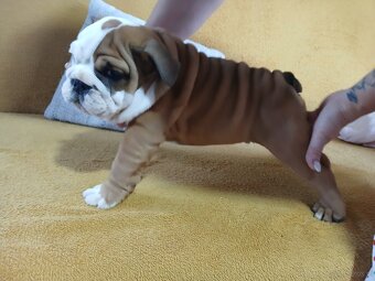 Buldog Angielski - 2