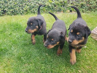 Szczenię, szczenięta rasy Beauceron (Berger de Beauce) - 2