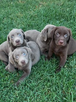 Labrador Welpen.+43 678 70413678.. - 2