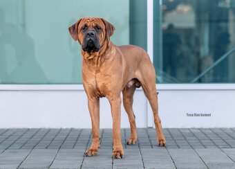 Tosa - stud dog - 2