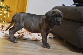 Szczenięta Cane Corso z FCI - 2