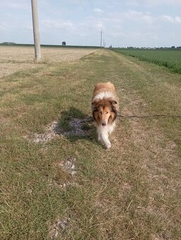 Reproduktor owczarek Szkocki - 2